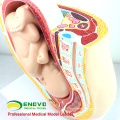 ANATOMY10 (12448) Clinical medicine Pregnancy Pelvis - 40 Week Infant, Anatomy Models Pregnancy Pelvis with Mature Fetus